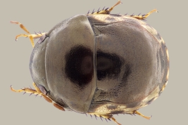 <i>Galgupha (Gyrocnemis) concava</i> registrada en el Rio Pilcomayo N.P., Formosa.