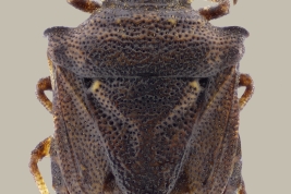 <i>Glyphepomis setigera</i> from Rio Pilcomayo N.P., Formosa.