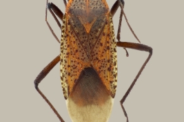 <i>Jadera choprai</i> registrada en el Rio Pilcomayo N.P., Formosa.