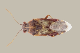  <i>Liorhyssus hyalinus</i> registrada en el Rio Pilcomayo N.P., Formosa.