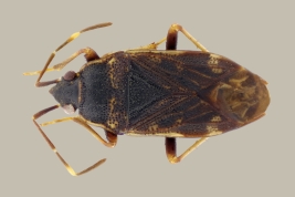  <i>Neopetissius perplexus</i> registrada en el Rio Pilcomayo N.P., Formosa.