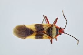 <i>Oncopeltus unifasciatellus</i> registrada en el Rio Pilcomayo N.P., Formosa.