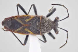 <i>Acinocoris podalicus</i> registrada en Formosa.