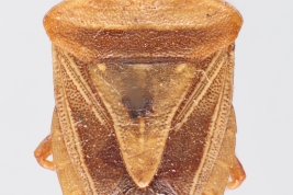 <i>Acledra gregalis</i> Holotype, MLP