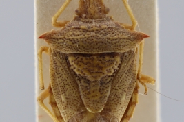 <i>Euschistus quichua</i> holotype, MLP