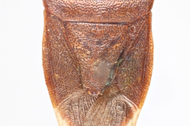 <i>Euschistus imitator</i> holotipo MLP