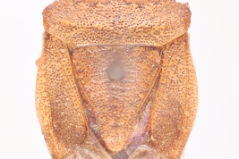 <i>Euschistus aceratus</i> holotipo MLP