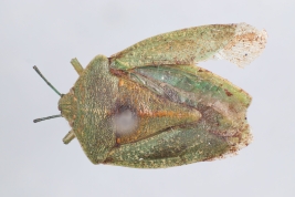 <i>Nezara abnormis</i> Berg, holotype