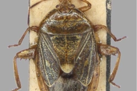 <i>Placocoris albovenosus</i>, type specimen from MACN. Extracted from Sampaio & Campos (2025)