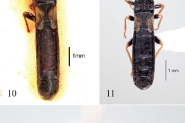 <i>Ischnodemus pullus</i> Slater and Wilcox. 10, Holotipo hembra. 11–12, Macho, Prov. Catamarca. 11, Dorsal. 12, Lateral. (Dellapé & Melo 2025)