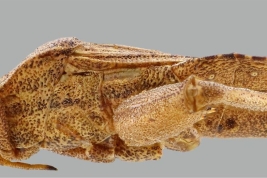 Male holotype, lateral view.