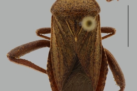 Female paratype, dorsal view.