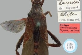 Female syntype, dorsal view and labels. NHMW Hemiptera Image Collection, photographer: A. Laciny.