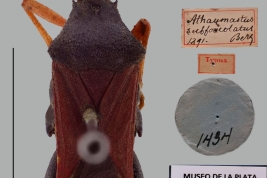 Male lectotype, dorsal view and labels.