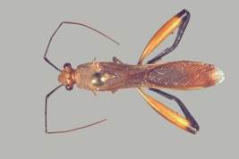 <i>Hyalymenus (Tivarbus) pulcher</i> from P.N. Iguazu, Misiones.