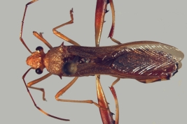 <i>Hyalymenus (Tivarbus) tarsatus</i> from P.N. Iguazu, Misiones