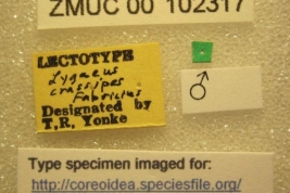 Tomado de Coreoidea Specis File. (CC BY-NC 3.0) Atribución: Museo de Zoología-Museo de Historia Natural de Dinamarca, Fotografía por Laurence Livermore. Recursos: Livermore, L. 2010.