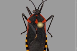 Taken from Coreoidea Species File. Smithsonian National Museum of Natural History, Washington DC. Photograph taken by Laurence Livermore. Source: Livermore, L. 2011.