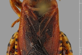 Tomado de Coreoidea Species File. Source: Livermore, L. 2010.