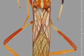 Taken from Coreoidea Species File. Attribution: Senckenberg Deutsches Entomologisches Institut, Müncheberg. Photograph taken by Laurence Livermore. Source: Livermore, L. 2010.