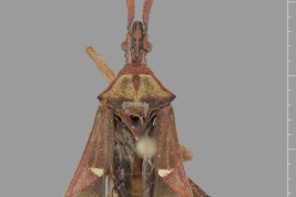 Taken from Coreoidea Species File. Anisoscelis crassicornis Dallas, 1852 (Syntype: male) – BMNH London – (CC BY-NC 3.0) Attribution: The Natural History Museum, Photograph taken by Tristan Bantock. Source: Bantock. 2011.