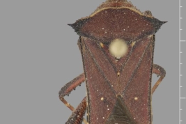 Taken from Coreoidea Species File. Anisoscelis praecipua Walker, 1871 (Syntype: male) – BMNH London – (CC BY-NC 3.0) Attribution: The Natural History Museum, London. Photograph taken by Tristan Bantock. Source: Bantock. 2011.