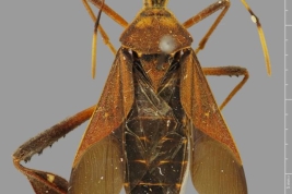 Taken from Coreoidea Species File. National Museum of Natural History, Washington D.C., USA (USNM). Photograph taken by Laurence Livermore. Source: Livermore, L. 2010.