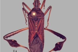 Tomado de Melo et al. 2017. Diversity of true bugs from Iguazú National Park, Argentina. Check List 13 (5): 479–511. Pag. 490, Fig. 25.