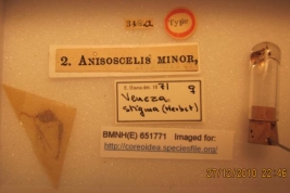 Tomado de Coreoidea Species File. Anisoscelis minor Dallas, 1852 (Syntype: femenino) - BMNH Londres - (CC BY-NC 3.0) Atribución: Museo de Historia Natural, Londres. Fotografía tomada por Tristan Bantock. Fuente: Bantock. 2011.