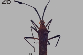 Taken from Melo et al. 2017. Diversity of true bugs from Iguazú National Park, Argentina. Check List 13 (5): 479–511. Pag. 490, Fig. 26.