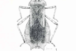 Taken from Brailovsky, H. (2010). New genus and new species of Hydarini (Hemiptera, Heteroptera, Coreidae) from South America. Deutsche Entomologische Zeitschrift, 57(1), 85-88. Pag. 86, Fig. 1-3.