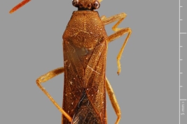 Taken from Coreoidea Species File. Catorhintha duplicata; holotype; Depository: AMNH, New York City. Source: Livermore, L. 2010.