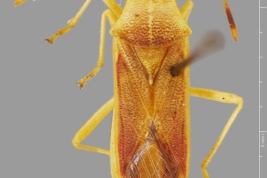 Taken from Coreoidea Species File. © National Museum of Natural History, Washington D.C., USA (USNM). Photograph taken by Laurence Livermore. Source: Livermore, L. 2010.