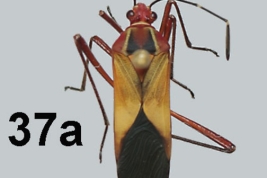 Tomado de Garcete-Barrett, R.B. 2016. Catálogo ilustrado de la colección de chinches de la familia Coreidae (Insecta: Hemiptera: Heteroptera) del Museo Nacional de Historia Natural del Paraguay. Vol. 20(2): 109-147Pag. 122, fig. 37a.