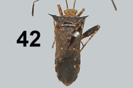 Taken From Garcete-Barrett, R.B. 2016. Catálogo ilustrado de la colección de chinches de la familia Coreidae (Insecta: Hemiptera: Heteroptera) del Museo Nacional de Historia Natural del Paraguay. Vol. 20(2): 109-147Pag. 126, fig. 42.