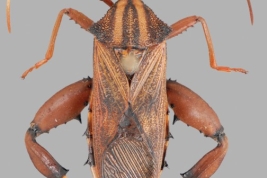 Taken from Brailovsky, H., & Barrera, E. (2014) Revisional notes on the genus Melucha (Hemiptera, Heteroptera, Coreidae). Deutsche Entomologische Zeitschrift, 61(1):15–22. Fig. 9, pag. 19.