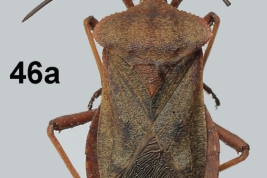 Taken From Garcete-Barrett, R.B. 2016. Catálogo ilustrado de la colección de chinches de la familia Coreidae (Insecta: Hemiptera: Heteroptera) del Museo Nacional de Historia Natural del Paraguay. Vol. 20(2): 109-147Pag. 126, fig. 46a female.