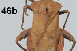 Taken From Garcete-Barrett, R.B. 2016. Catálogo ilustrado de la colección de chinches de la familia Coreidae (Insecta: Hemiptera: Heteroptera) del Museo Nacional de Historia Natural del Paraguay. Vol. 20(2): 109-147Pag. 126, fig. 46b male.