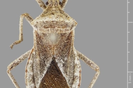 Taken from Coreoidea Species File. Basis of record: preserved specimen Counts: Males 1 Depository: USNM, Washington Data source: Livermore, L. 2010. List of specimens examined at USNM, Washington DC.  Other: note, Drake Collection.