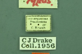 Taken from Coreoidea Species File. Basis of record: preserved specimen Counts: Males 1 Depository: USNM, Washington Data source: Livermore, L. 2010. List of specimens examined at USNM, Washington DC.  Other: note, Drake Collection;