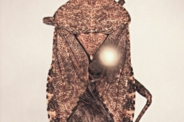 <i>Althos distinctus</i> (Signoret). Female. Argentina, Río Negro, Río Limay. 16-II-2015. Depositado en Museo de La Plata (MLP).