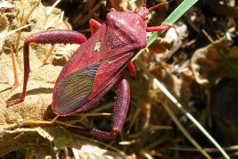 <i>Athaumastus haematicus</i>, male. Photograph taken by Carlos Marzano, in Merlo, San Luis, Argentina. 2008 Februarii (NIKON COOLPIX 3,2)