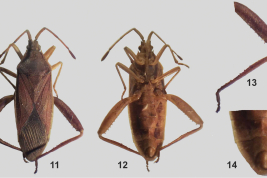 <i>Athaumastus subcarinatus</i> (Stål) Male. 12 dorsal view 12 ventral view 13 hind leg 14 male genital capsule, ventral view. Taken from Pall & Coscarón. 2013. ZooKeys 305:33-53.