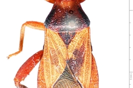 <i>Beutelspacoris sanchezi</i> Brailovsky, 1987 (Holotipo: Hembra) - Vista dorsal - AMNH Nueva York - © Museo Americano de Historia Natural, Nueva York. Fotografía tomada por Laurence Livermore. (Tomado de CoreoideaSpeciesFile)