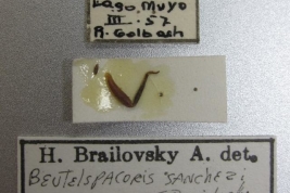 <i>Beutelspacoris sanchezi</i> Brailovsky, 1987 (Holotipo: hembra) - Etiquetas - AMNH Nueva York - © Museo Americano de Historia Natural Museum, Nueva York. Fotografía tomada por Laurence Livermore. (Tomado de CoreoideaSpeciesFile)