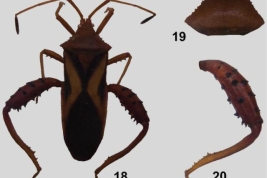 <i>Crinocerus sanctus</i> (Fabricius) Male. 18 dorsal view, 19 pronotum, 20 hind leg. Taken from Pall & Coscarón. 2013. ZooKeys 305:33-53.
