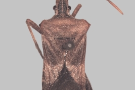 <i>Leptoglossus impictus</i>. Vista dorsal. Museo de La Plata (MLP), Argentina.