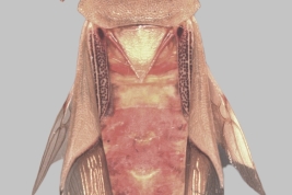 <i>Scamuris mundulus</i>. Vista dorsal. Hembra. Museo de La Plata (MLP), Argentina.