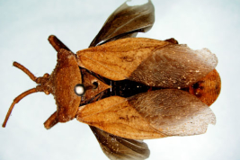 <i>Spartocera granulata</i>. Vista dorsal. Holotipo.Macho. Museo Sueco de Historia Natural.