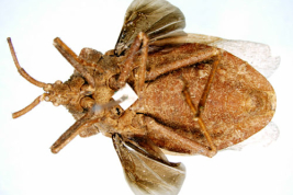 <i>Spartocera granulata</i>. Vista ventral. Holotipo.Macho. Museo Sueco de Historia Natural.